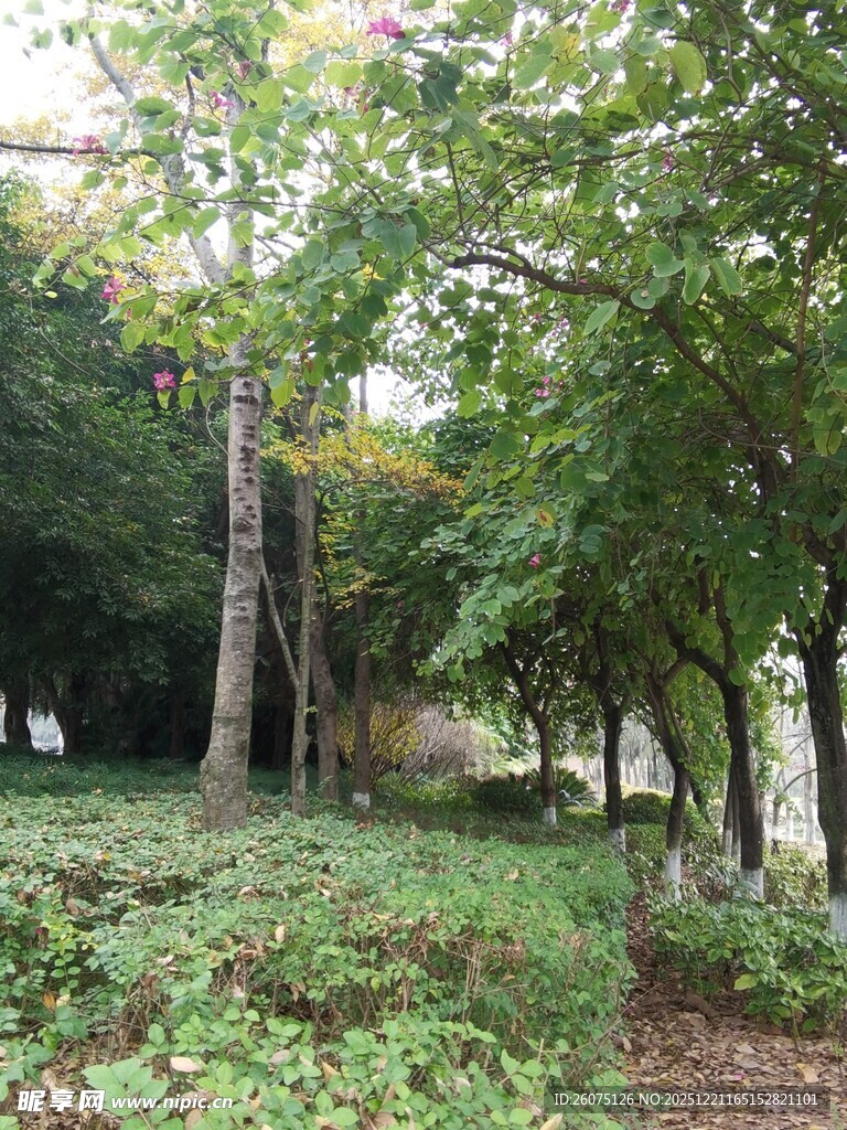 林间绿意盎然的自然景致