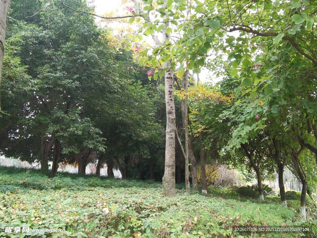 林间绿意盎然的自然景致