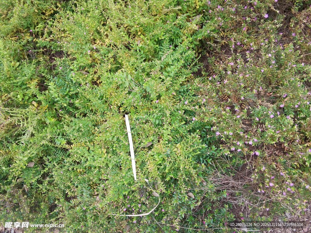 地面上的绿色植物与树枝