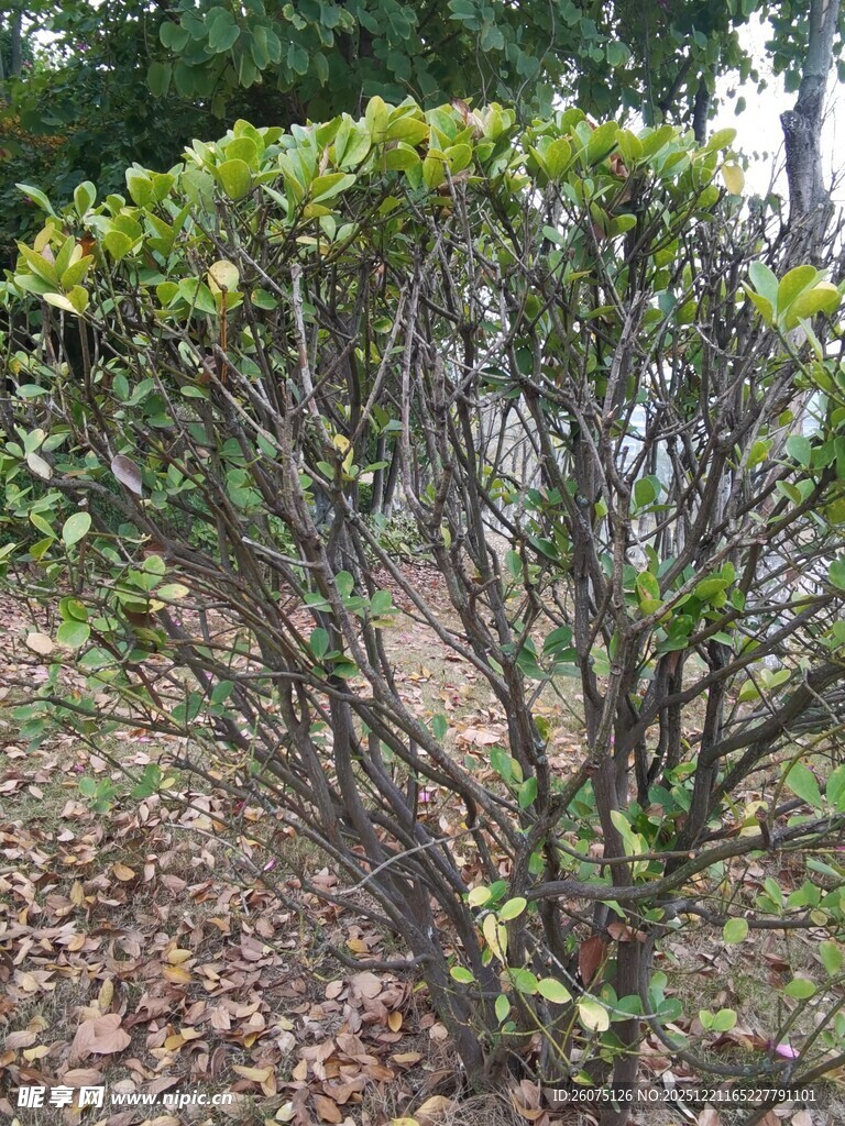 绿叶繁茂的矮小灌木丛