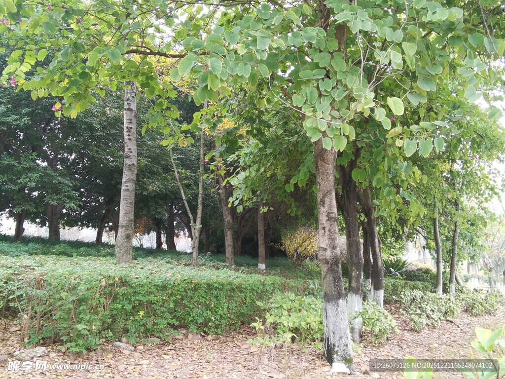 公园内繁茂树木景观