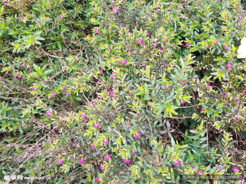 繁茂灌木丛景观