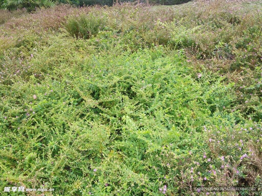 野外繁茂的绿色植物