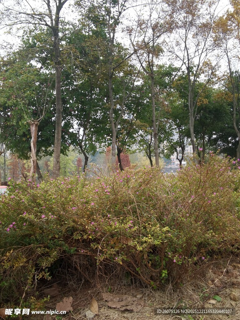 户外繁茂绿植与树木景观