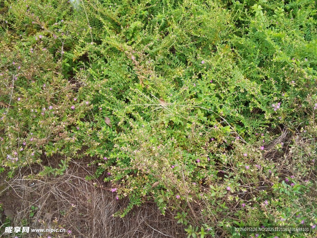 地面的绿色植物景观