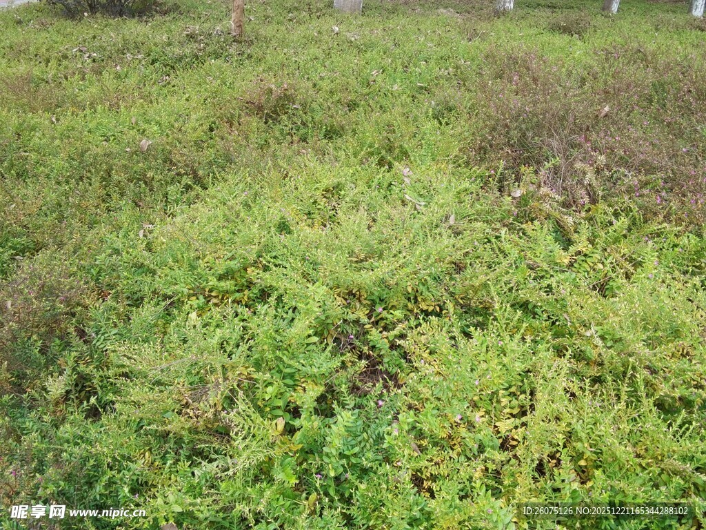 绿意盎然的野外草地