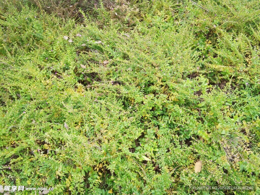 翠绿繁茂的地面植物景观