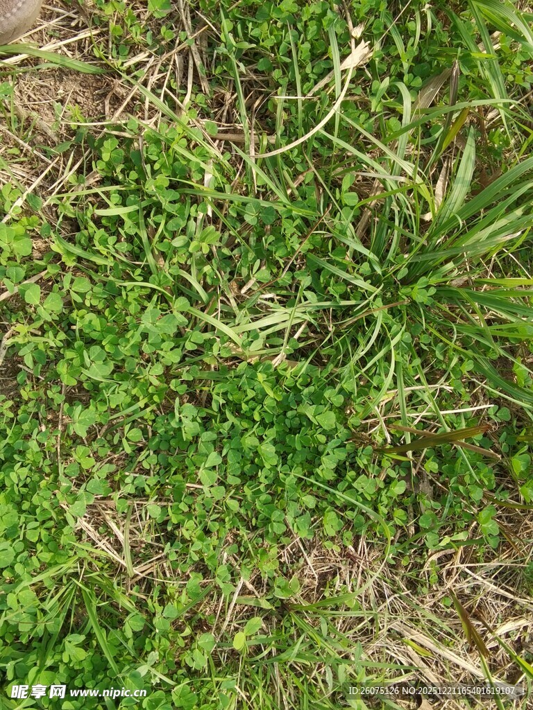 嫩绿草地中的三叶草