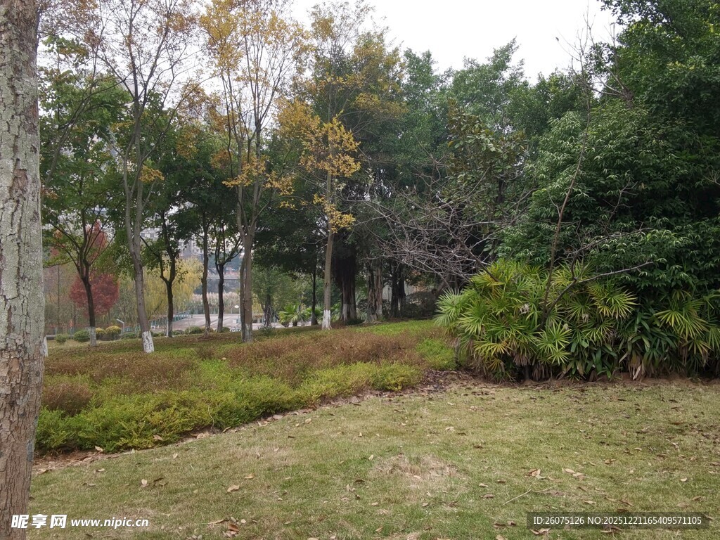 秋日公园绿意盎然景致