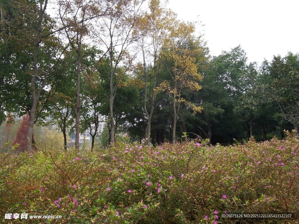 秋日树林中的繁茂植被