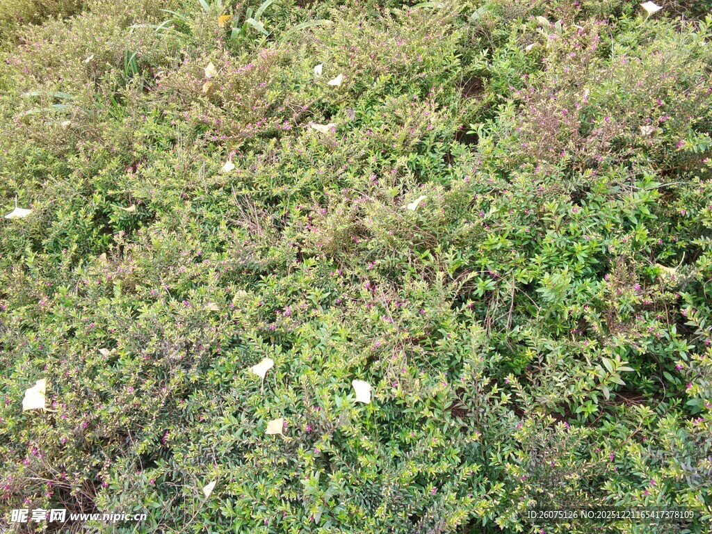 绿意盎然的草地景观