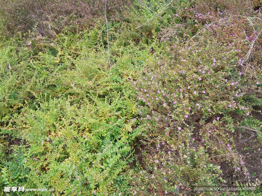 地面上生长的嫩绿植物