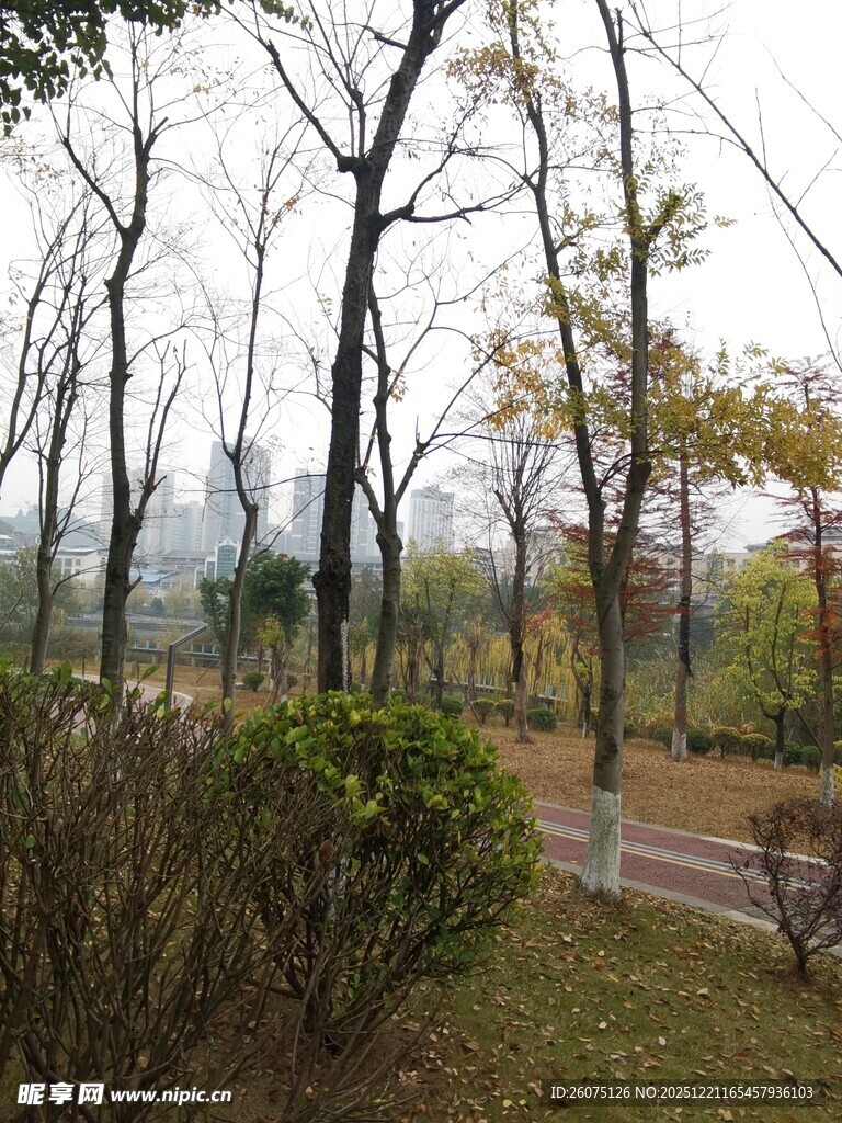 秋日公园林间景致