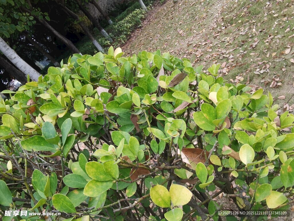 绿叶繁茂的低矮植物