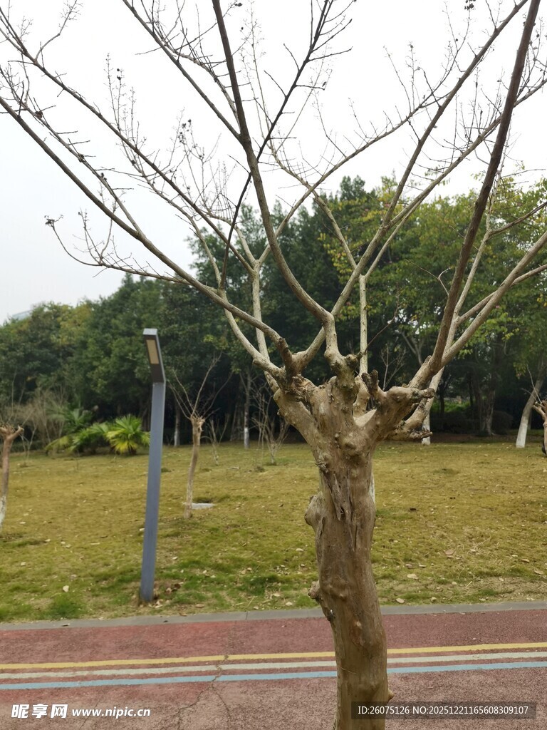 冬日路旁光秃树木