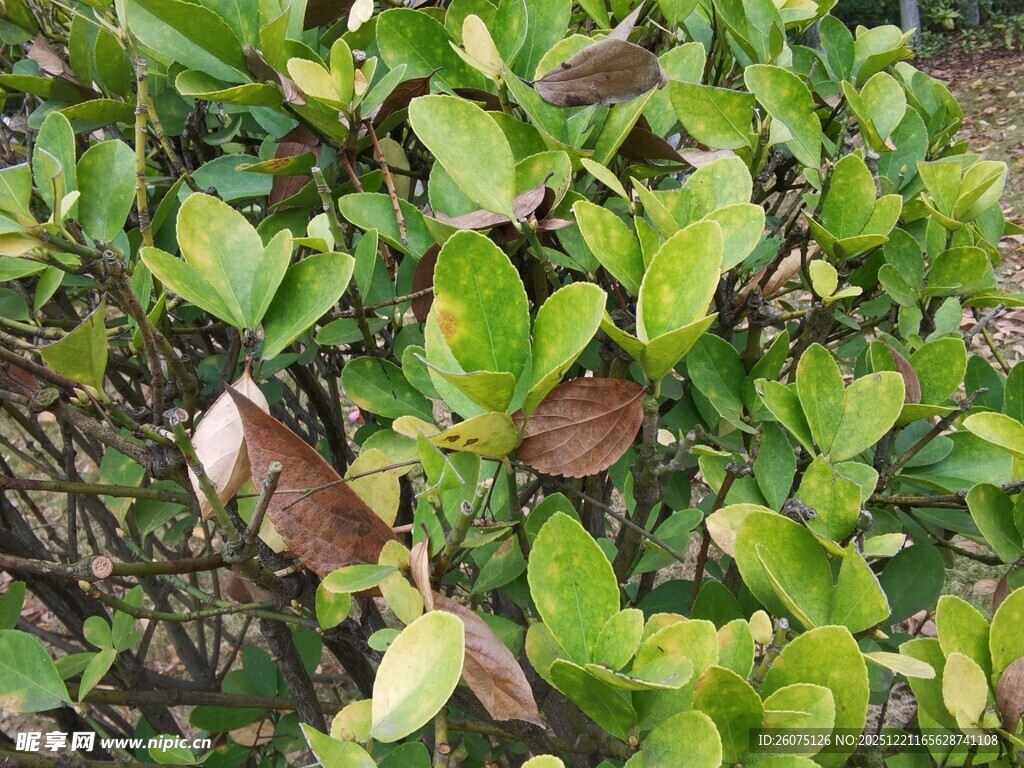 绿叶与褐叶交织的植物