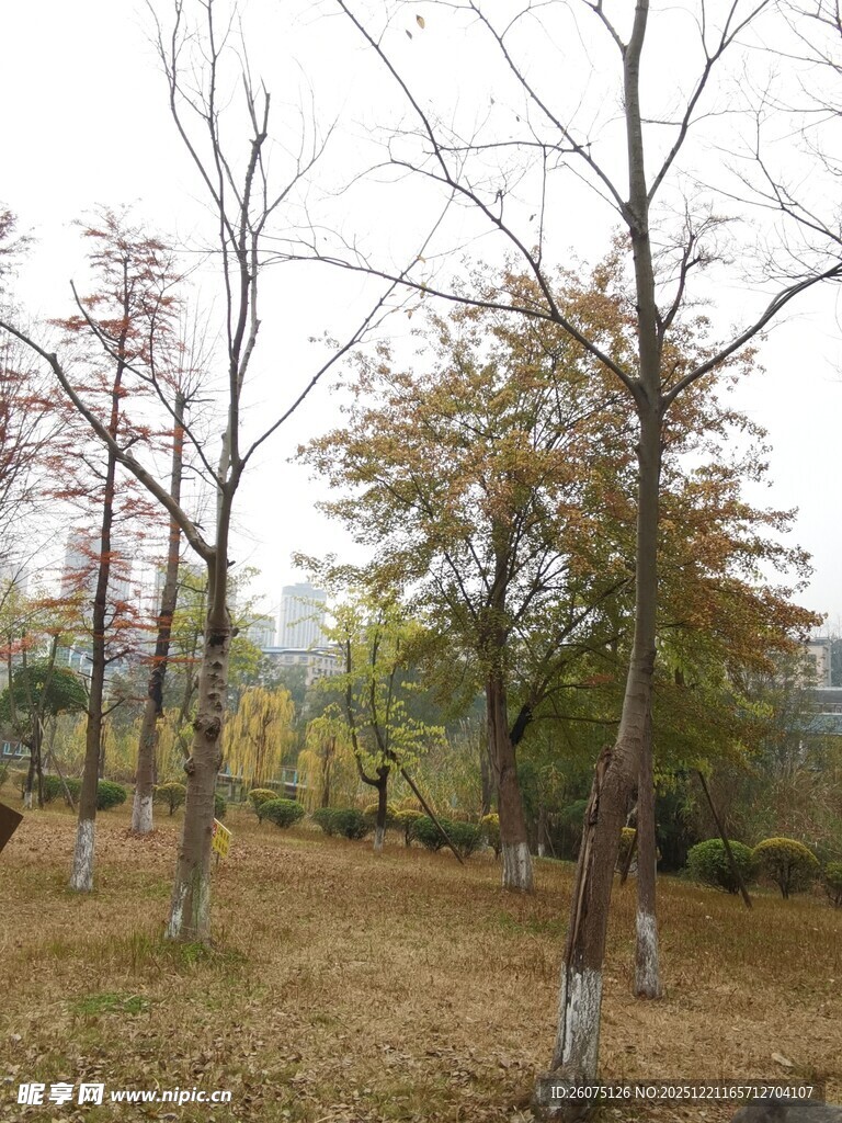 秋日林间萧瑟景象