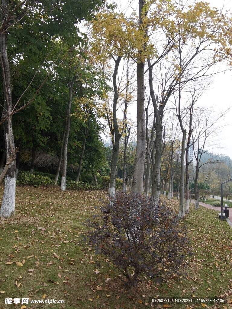 秋日公园树林景致