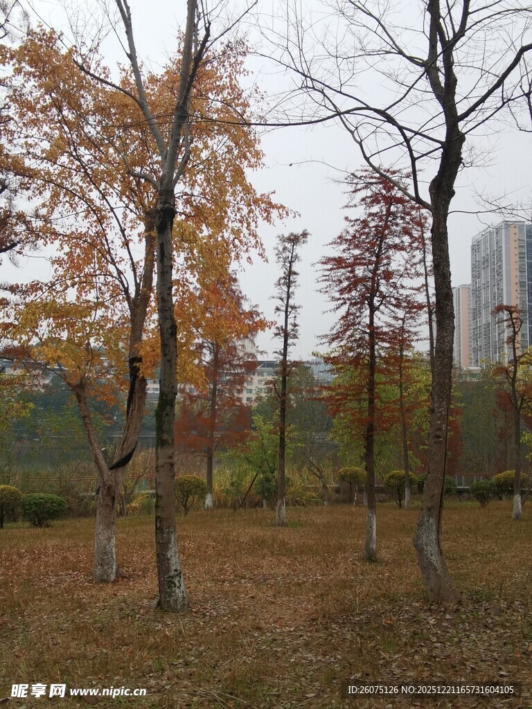 秋日公园树林萧瑟景象