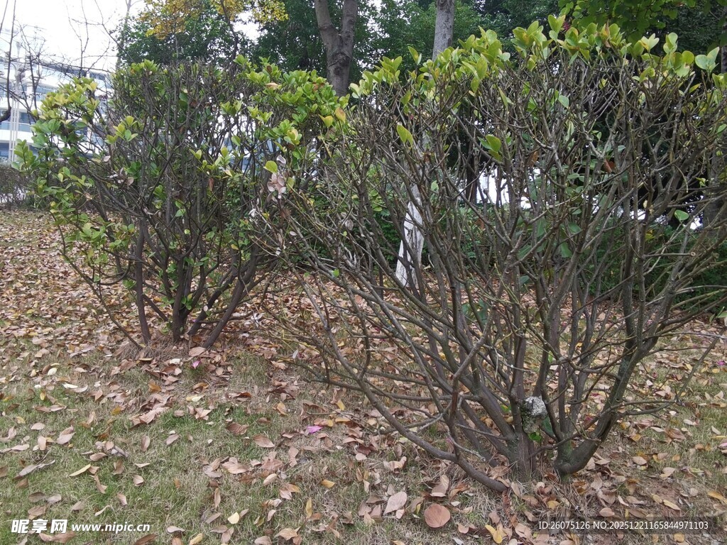 户外灌木丛景观