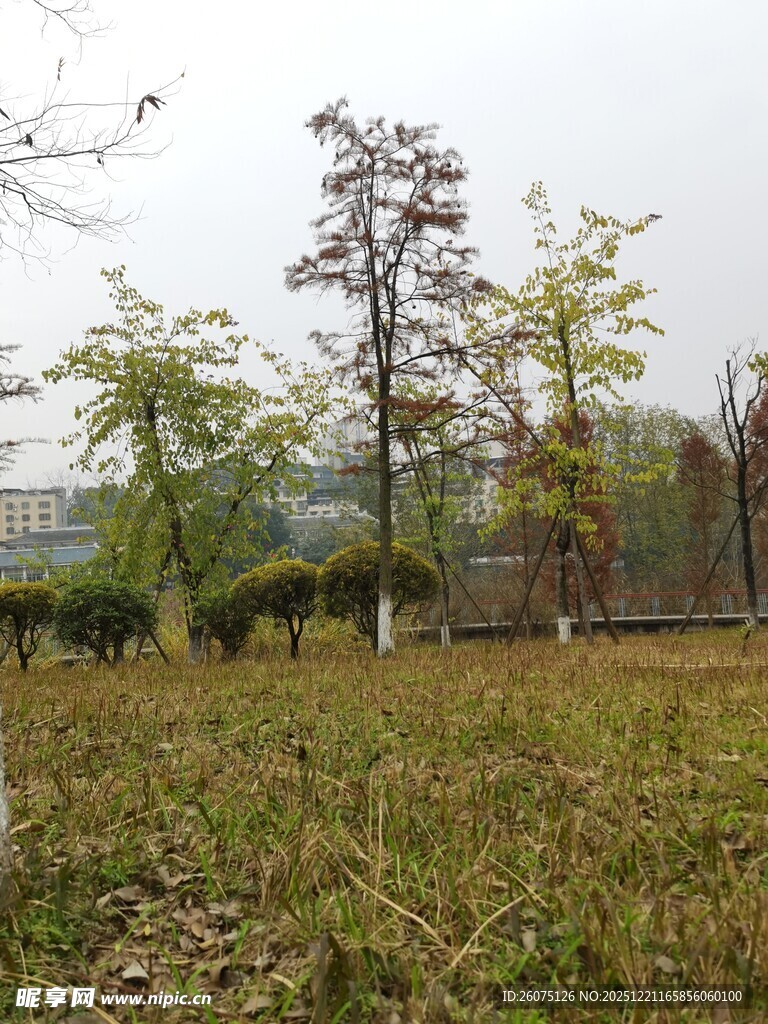 户外草地树木自然景致