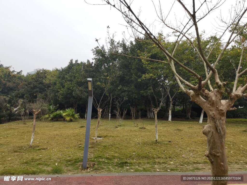 公园草地旁的光秃树木