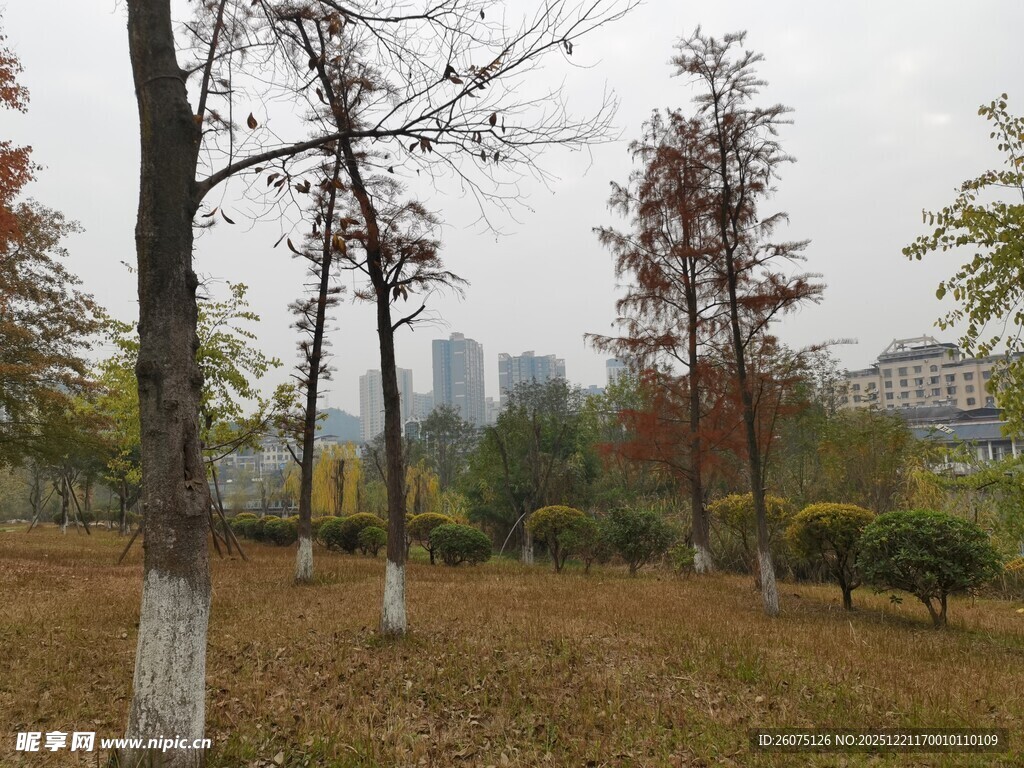 秋日公园树木与城市远景
