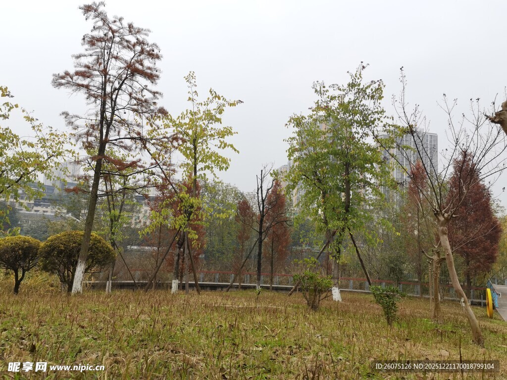 秋日郊野树林景观