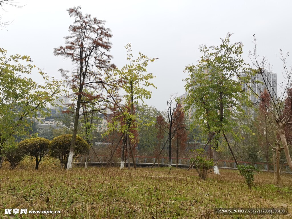 秋日郊野树林风景图