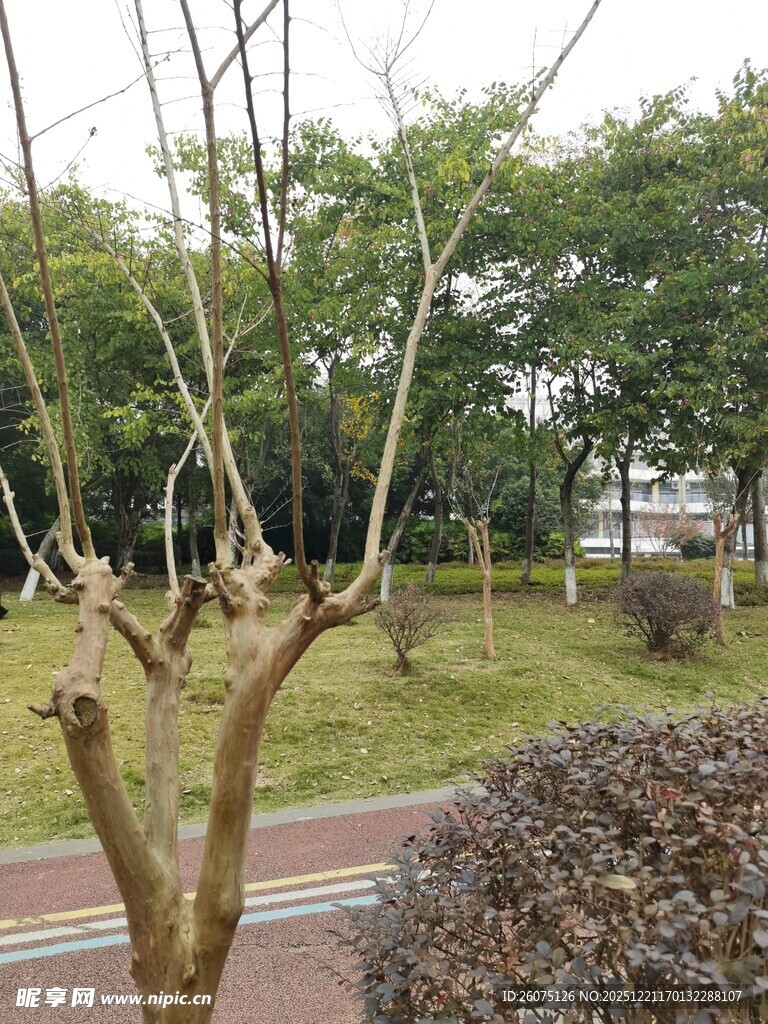 冬日光秃树枝与周边景致