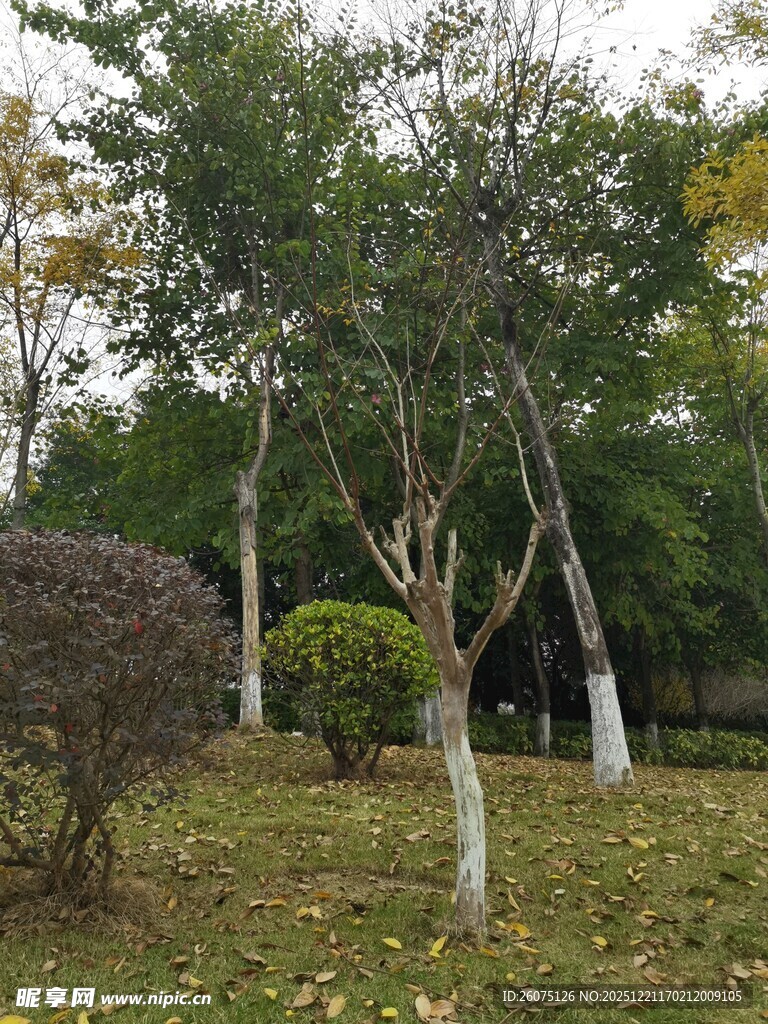 秋日公园的树木景观