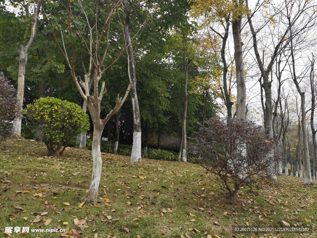 秋日林间草地萧瑟景象