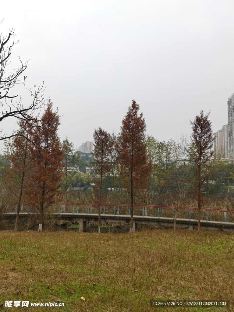 秋日郊野树木与草地景致