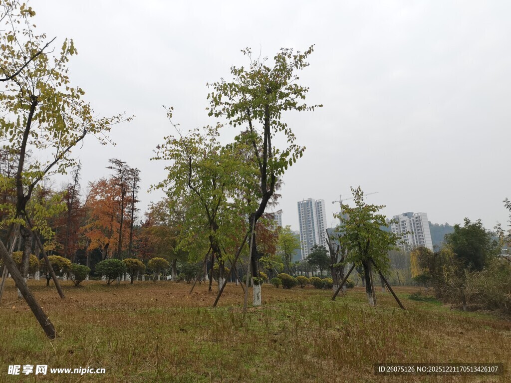 秋日郊野树木与城市远景