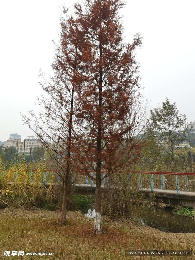 秋日红树旁的户外景致