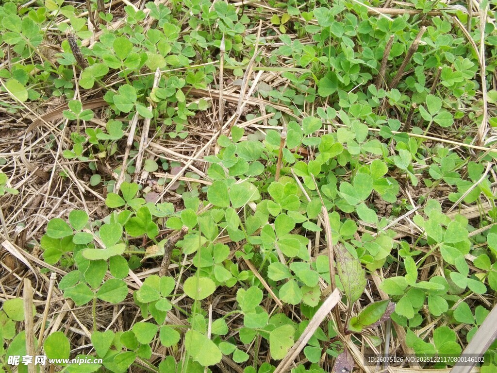 嫩绿三叶草苗生长景象