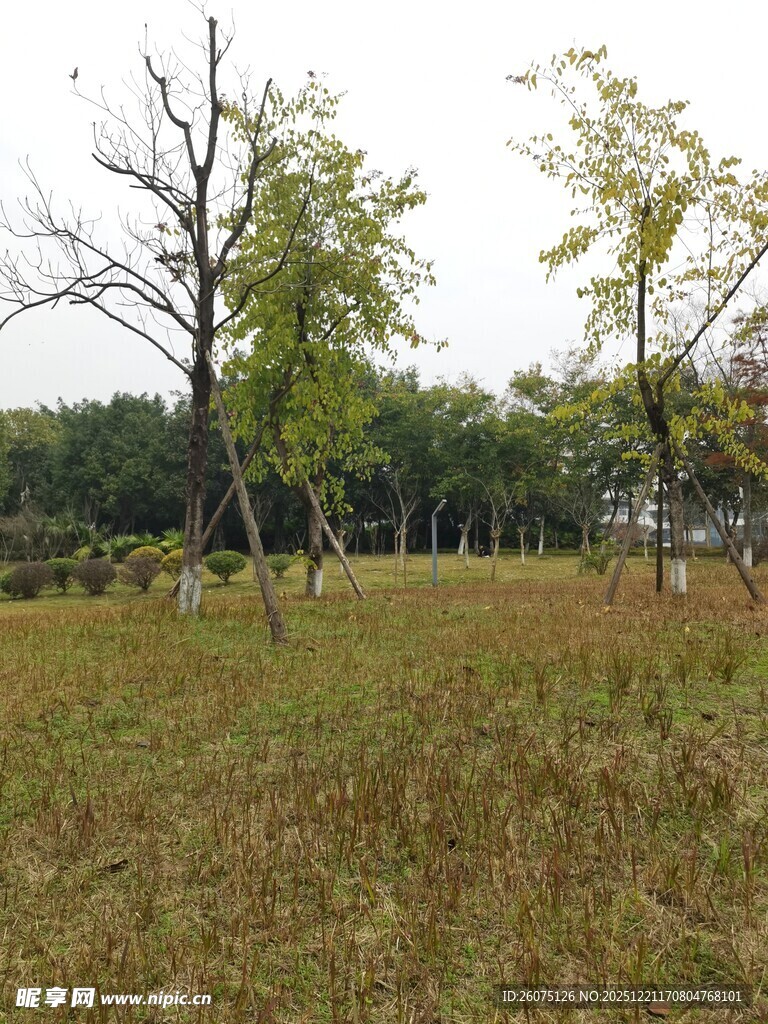 秋日郊野树木与草地景色