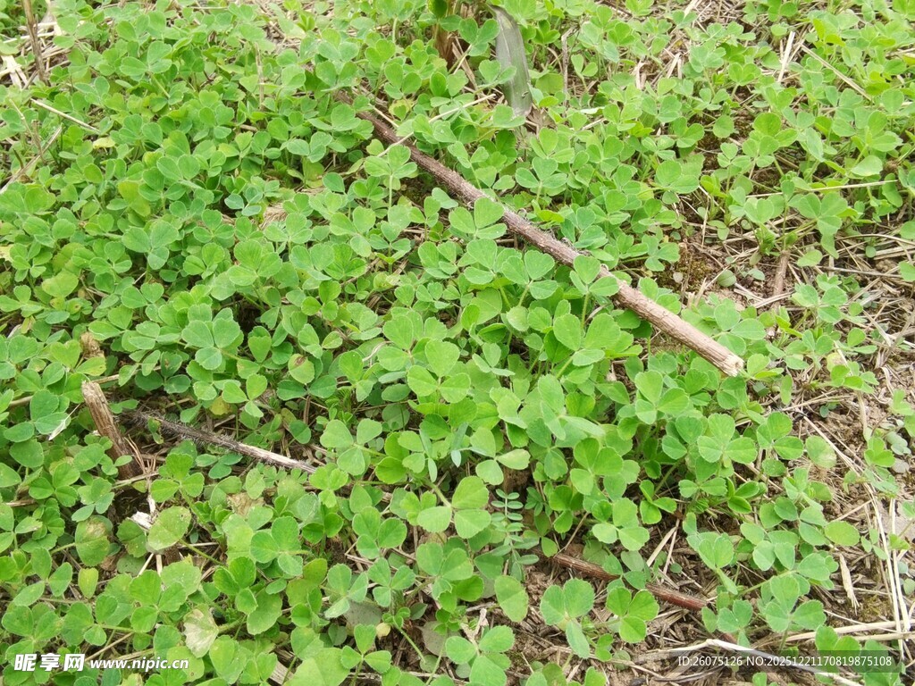嫩绿三叶草覆盖的地面