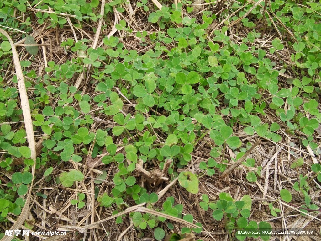 地面上的嫩绿小草