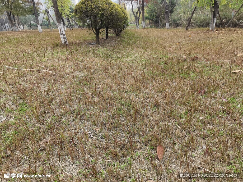 秋日草地与树木景观