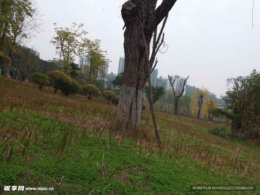 户外草地树木景观图