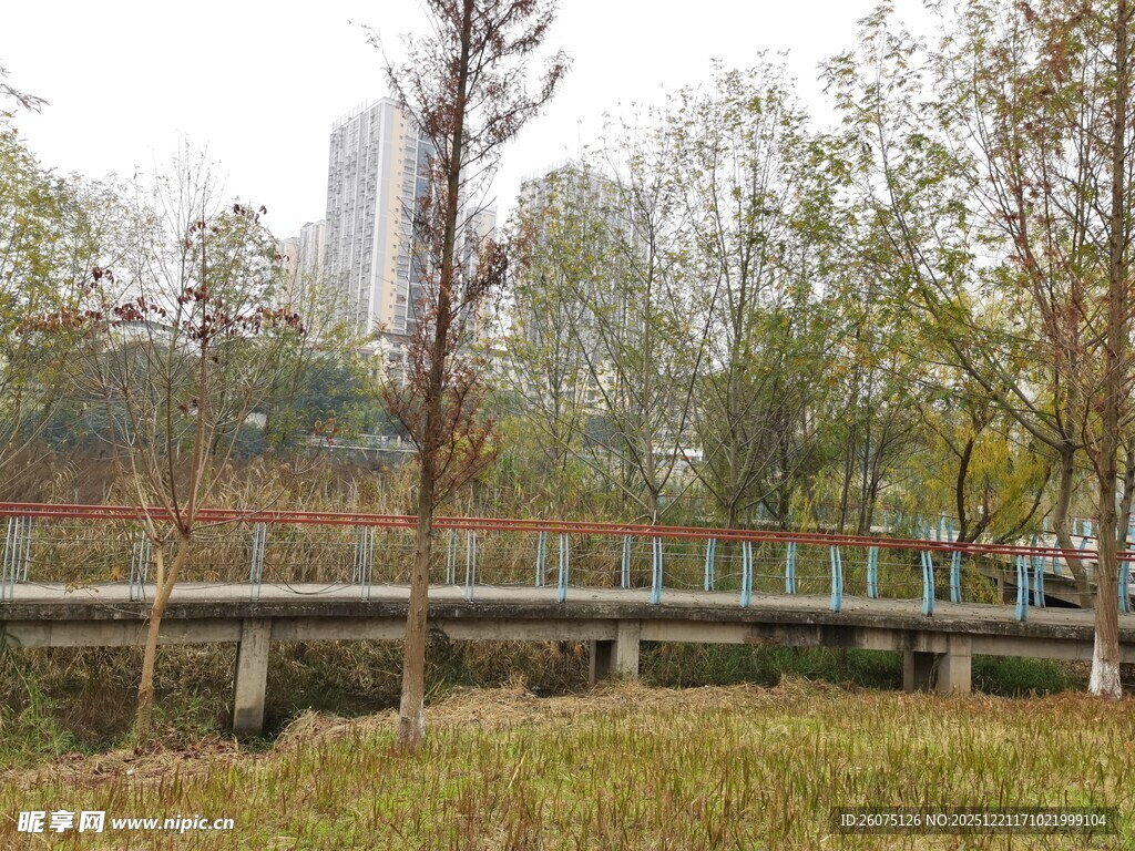 秋日公园中的桥与树木