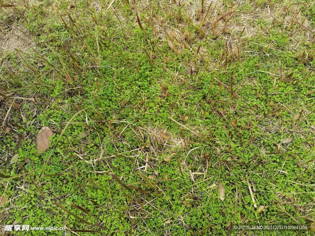 嫩绿草地局部景象