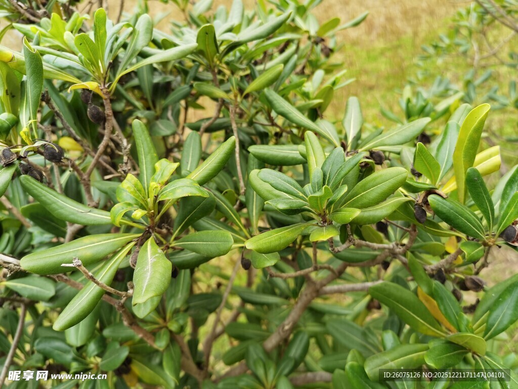 绿叶丛中的果实