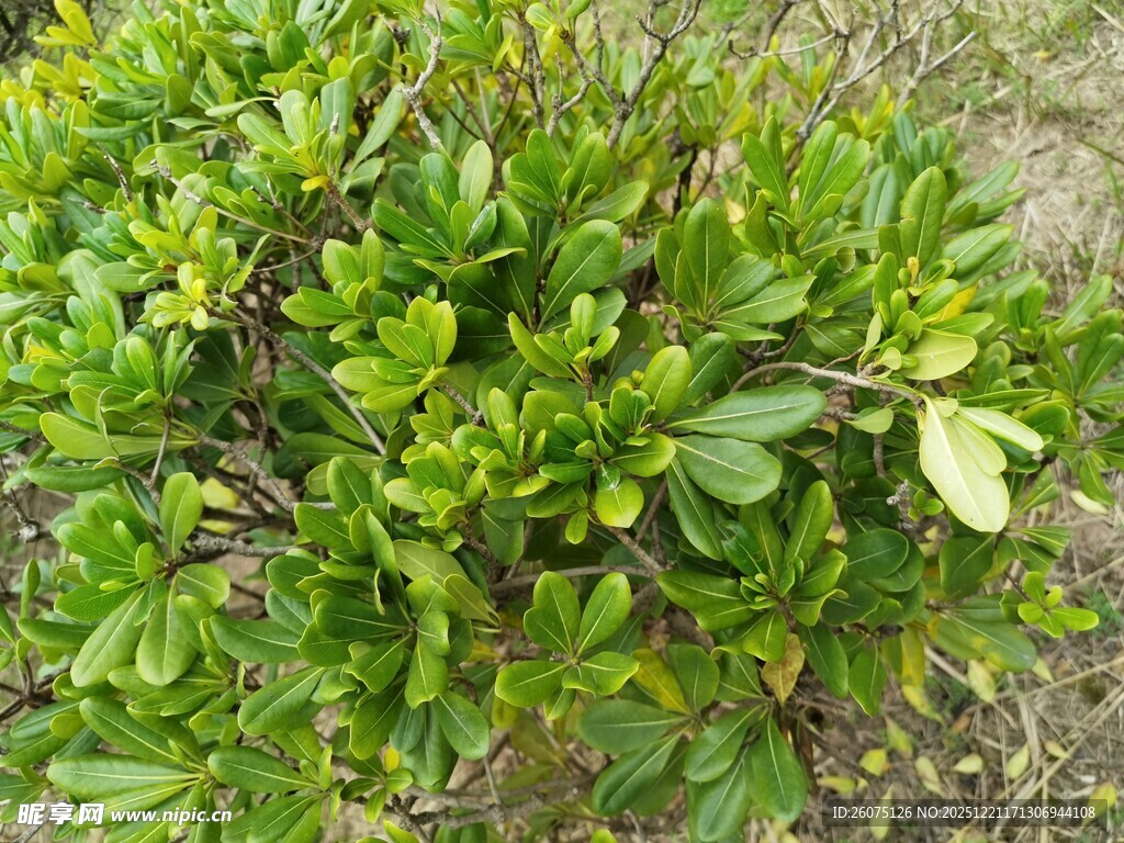 绿叶繁茂的绿色植物
