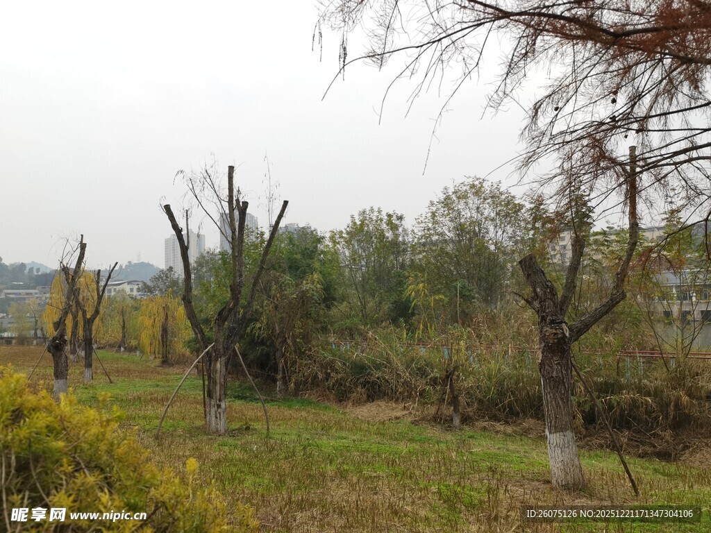 冬日野外枯树与绿植景观