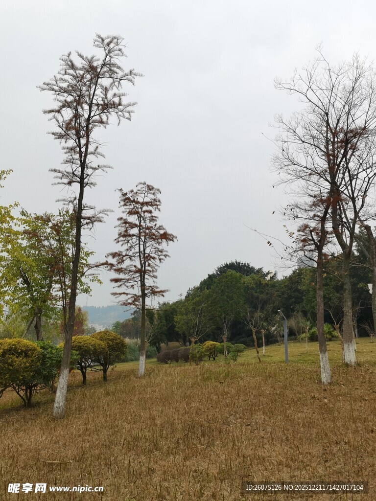 秋日郊野树林风景