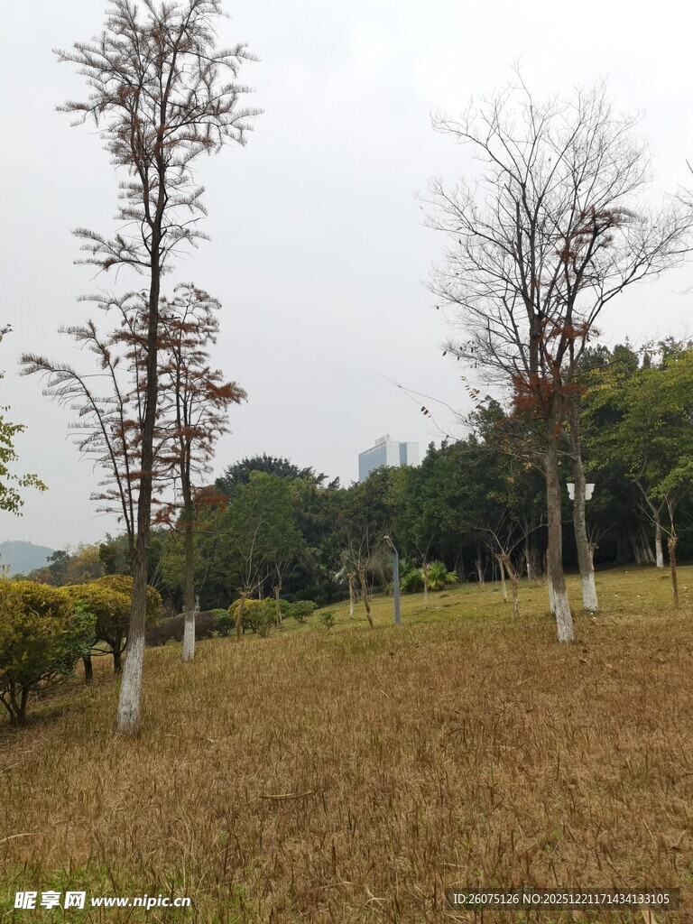 秋日郊野树林风景图