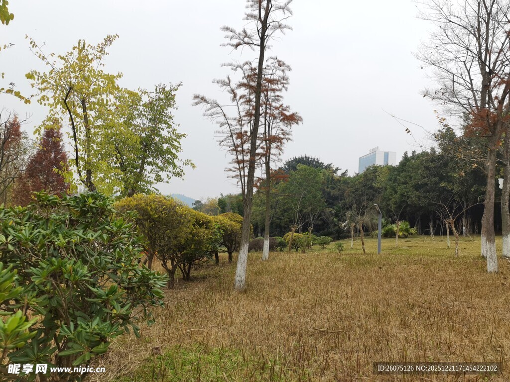 秋日郊野树林景观