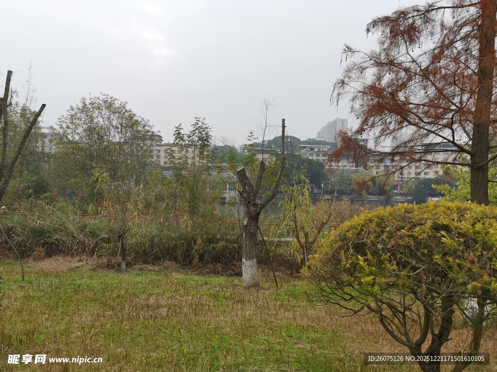 户外自然景观中的绿植